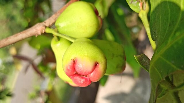 Syzygium samarangense on tree