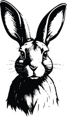 A Cute Two Baby Rabbits 