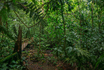 Tropical rain forest with green leaves