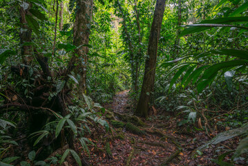 Tropical rain forest with green leaves