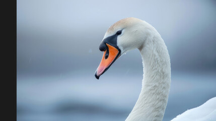 Close-up of a white swan's head and neck with soft background blur