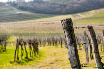 antico palo di legno che regge una fila di un vigneto in primo piano e vasti campi con vigne ed...