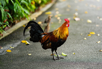 rooster in the garden