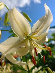 Obraz premium lily of the valley