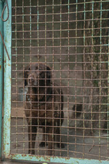 Brown dog in a cage at the animal shelter. Animal shelter.