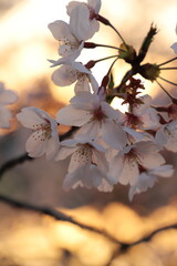 桜・満開 桜の開花 花とつぼみ #Cherry blossoms  桜イメージ　日本の花 #サクラ