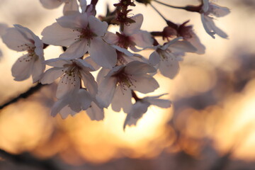 桜・満開 桜の開花 花とつぼみ #Cherry blossoms  桜イメージ　日本の花 #サクラ