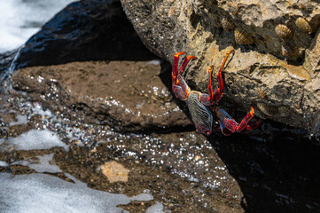 Red Rock Crab, grapsus adscensionis, also know as Sally Lightfoot Crab, on rocks at the water's edge, Playa de la Pared, Fuerteventura