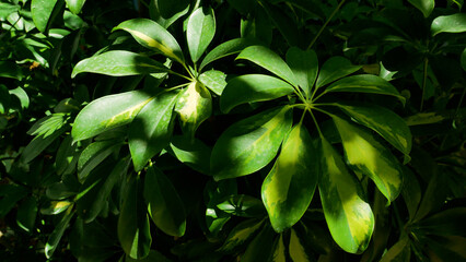Large green leaves of tropical sheflera in the shade. Panorama. The atmosphere of the green tropics. Relax in the shade of greenery on a hot day.