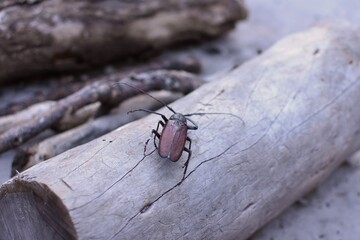 A South African beetle on a piece of wood. © Tina