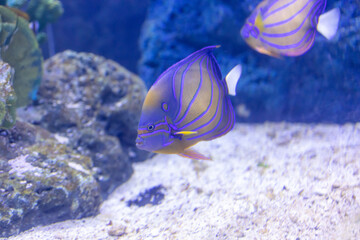 spotted wrasse fish, focus selective