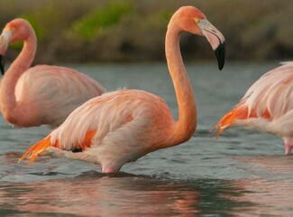 Greater Flamingos Wading In Lake - Galapagos Islands, Ecuador
