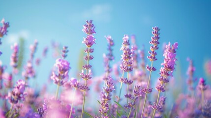 Naklejka premium Lavender Field in the Summer Sun.