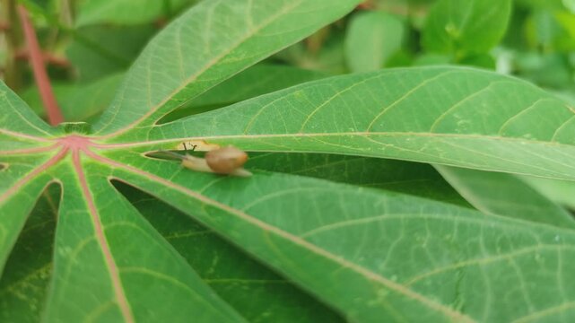 Keong semak or Asian trampsnail (Bradybaena similaris) walks on cassava leaves