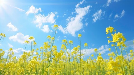Fototapeta premium Yellow Flowers in a Field Against a Blue Sky.