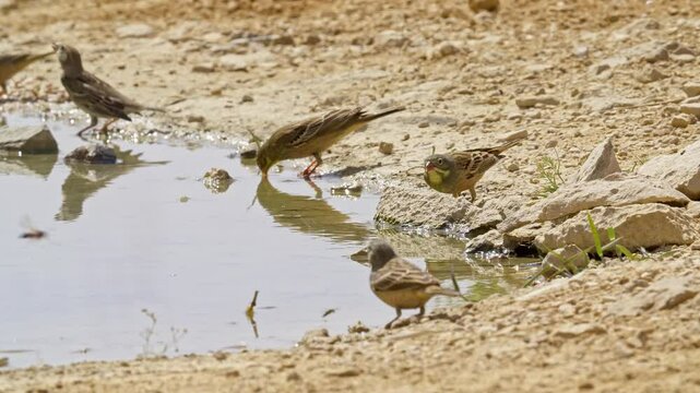 Ortolan Bunting drinking water in the desert