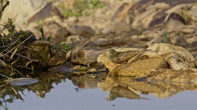Ortolan Bunting drinking water in the desert