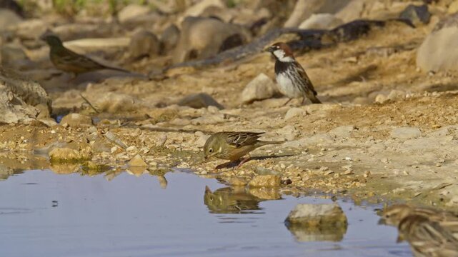 Ortolan Bunting drinking water in the desert