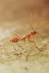 fire ant