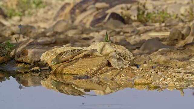 Ortolan Bunting drinking water in the desert