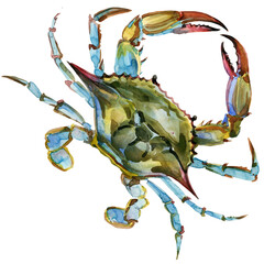sea crab watercolor isolated on white background. Ocean animal painting watercolor illustration © Елена Фаенкова