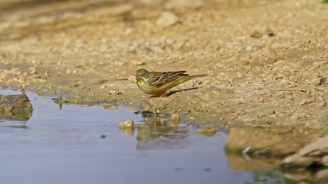 Ortolan Bunting drinking water in the desert