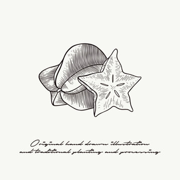 hand drawn illustration of star fruit in engraving style