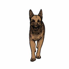 Realistic dog vector ilustration design 