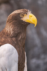 Steller's sea eagle, (Haliaeetus pelagicus), vertical head portrait