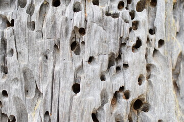 A tree trunk that has been pierced by wood wasps.