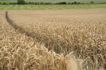 light brown wheat field with gravel paths