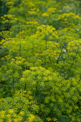 Obraz premium dill in bloom against a green and yellow background