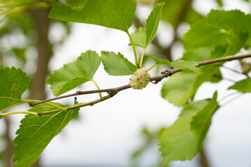 yellowish speckled fruit on a background of leaves and twigs