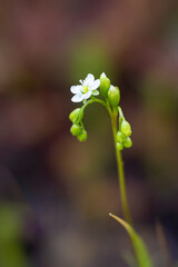 A selective focus shot of the round-leaved sundew, blossom, Drosera rotundifolia