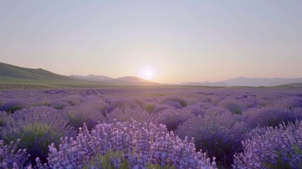 Lavender Field at Sunset.