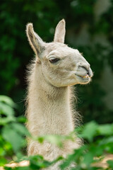 Llama, (Lama glama), vertical head portrait © Martin