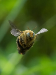 bee on a yellow flower