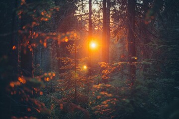 Fototapeta premium Sunset in Serene Forest