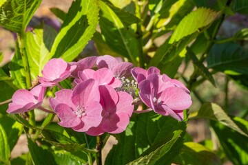 pink blossom of a hydrangea