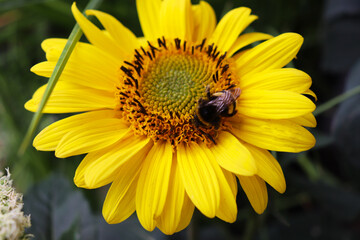 sunflower and bee