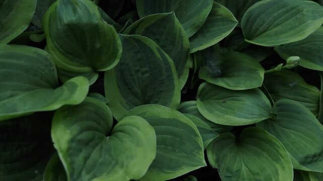 Green leaves of hosta plant in the garden