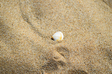 Photo of Seashell on the beach sand background