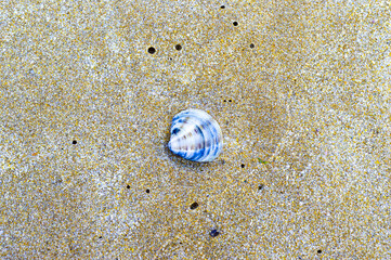 Sea shells on golden sandy beach summer season