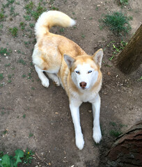 Blue eyed siberian husky dog © MihaiGr