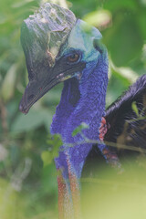 southern cassowary, (Casuarius casuarius), vertical portrait camouflaged among the dense vegetation