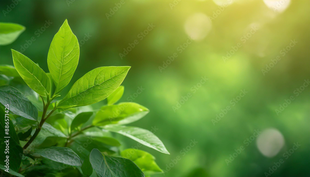 Poster close up of nature view green leaf on blurred greenery background under sunlight with bokeh and copy