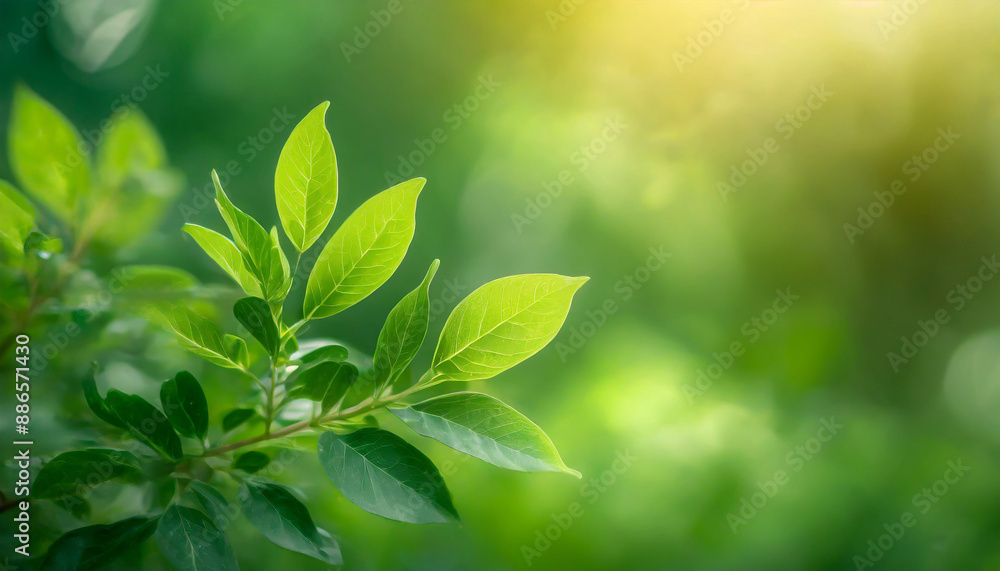 Poster close up of nature view green leaf on blurred greenery background under sunlight with bokeh and copy