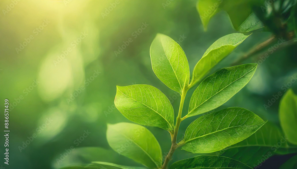 Poster close up of nature view green leaf on blurred greenery background under sunlight with bokeh and copy