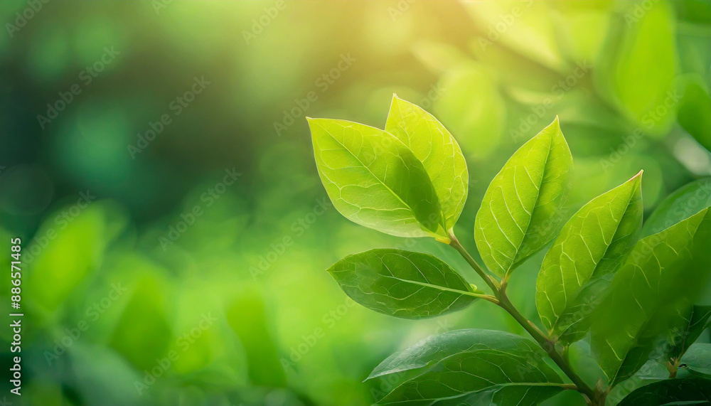 Poster close up of nature view green leaf on blurred greenery background under sunlight with bokeh and copy