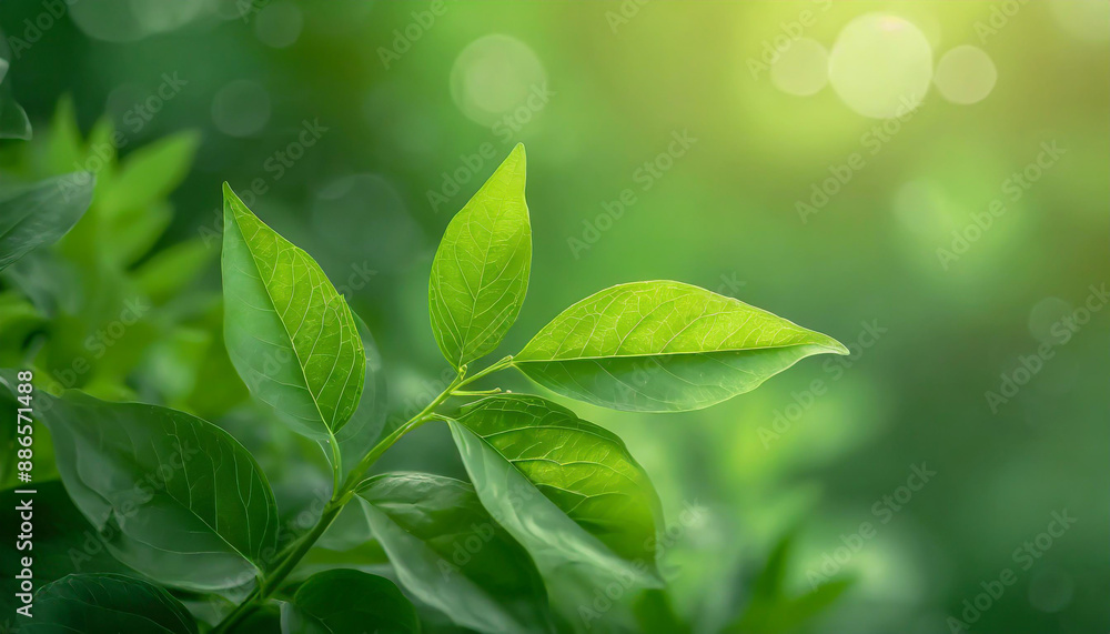 Poster close up of nature view green leaf on blurred greenery background under sunlight with bokeh and copy